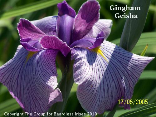 Gingham Geisha - Don Clifford